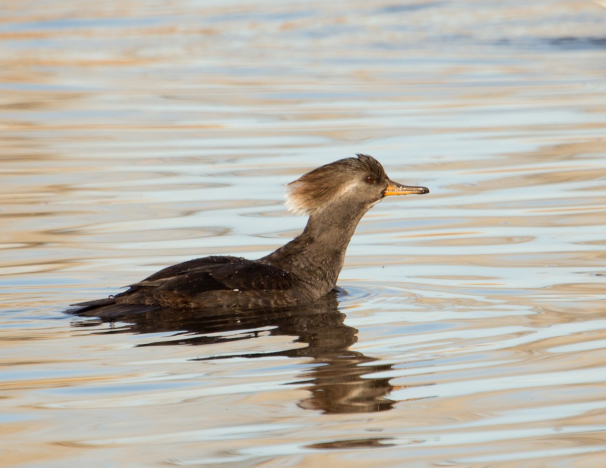 Hooded Merganser - ML323647411