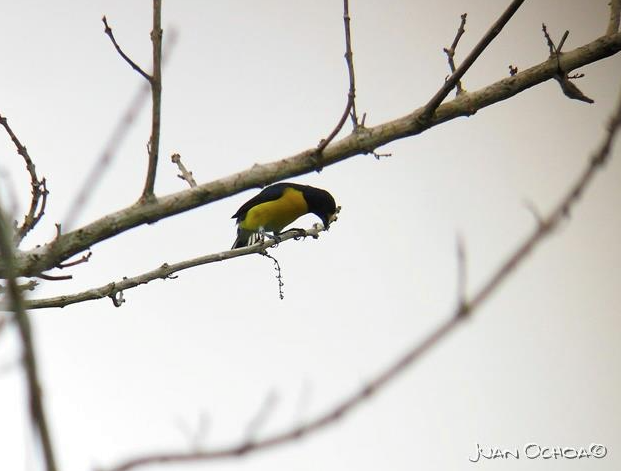 White-vented Euphonia - ML323647491