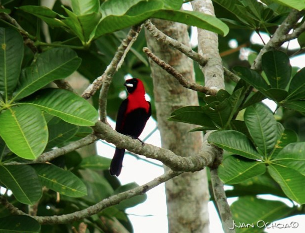 Masked Crimson Tanager - ML323647511