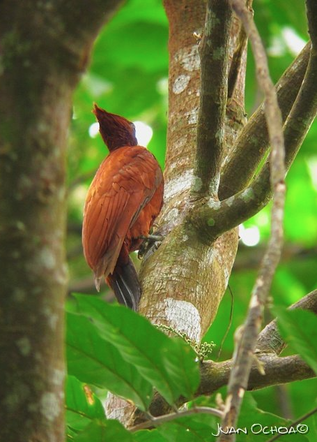 Chestnut Woodpecker - Juan Ochoa