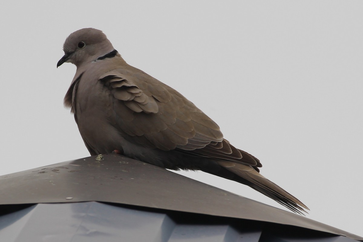 Eurasian Collared-Dove - ML323648251