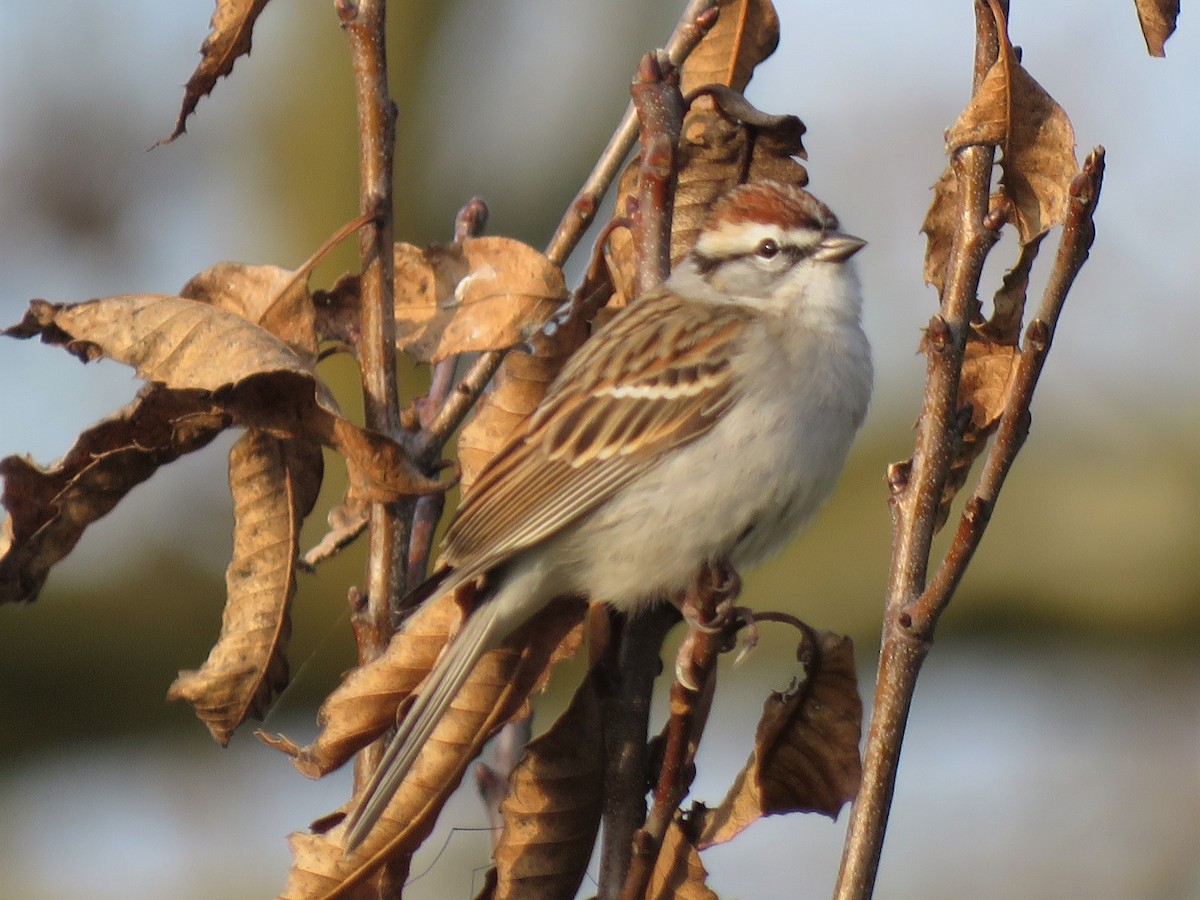 Chipping Sparrow - ML323650101