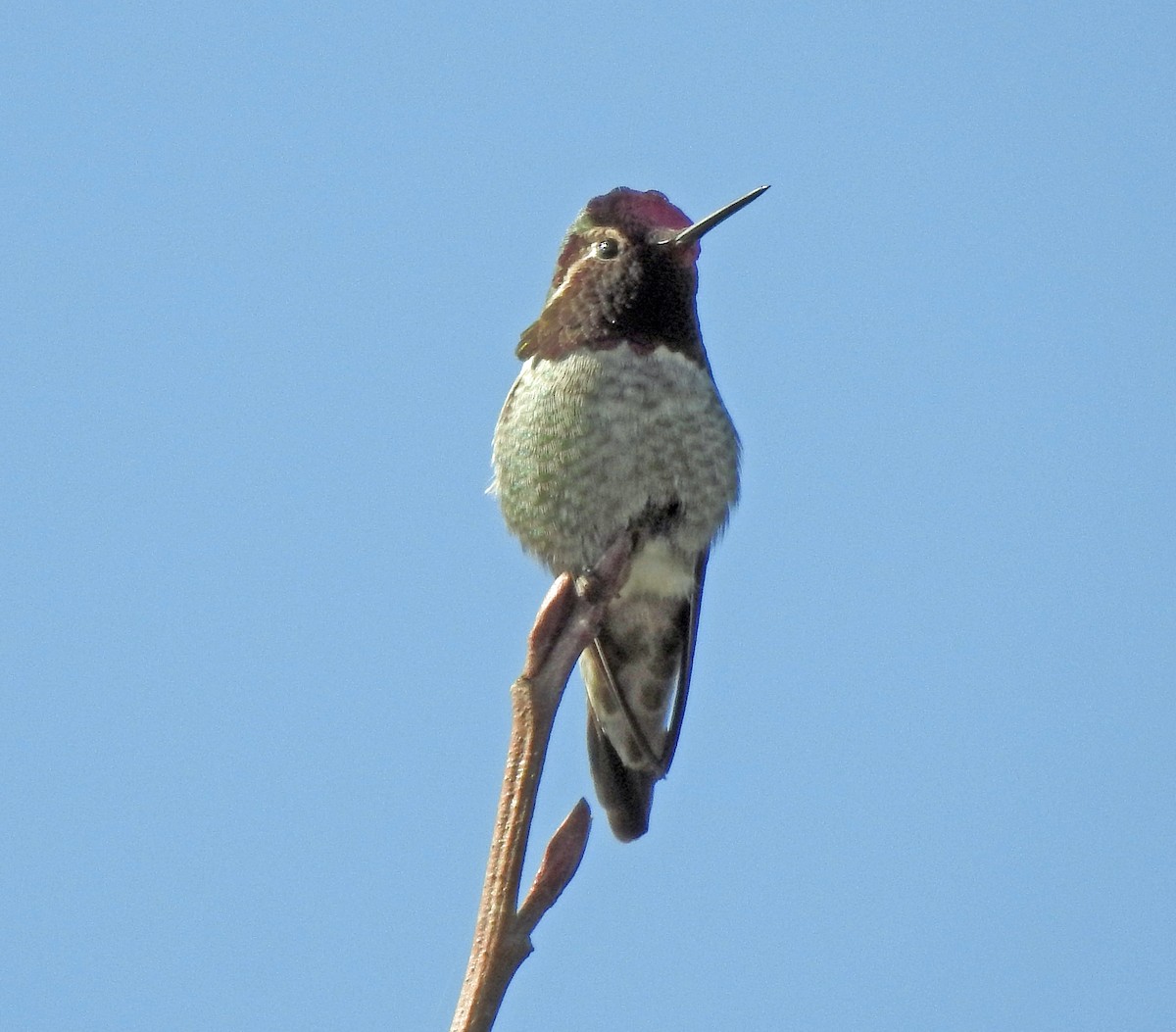 Anna's Hummingbird - Jim Scott