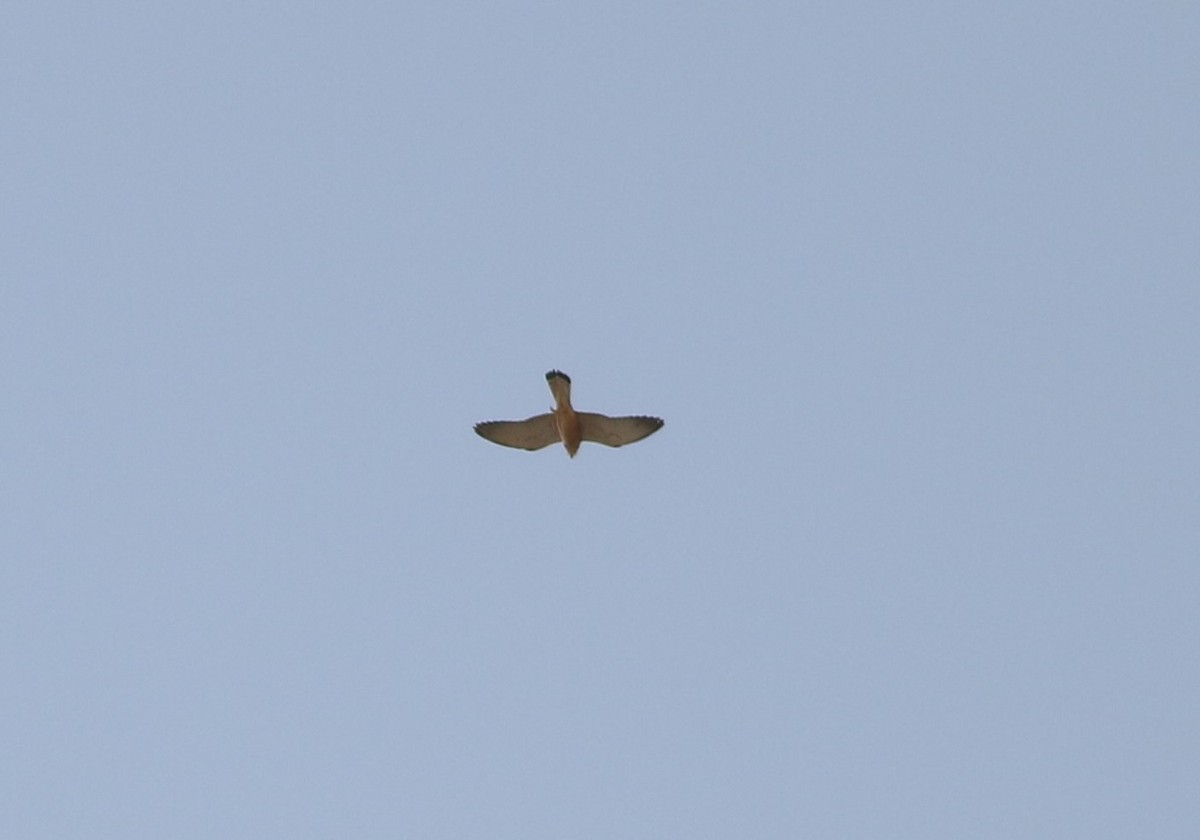 Lesser Kestrel - ML323650631