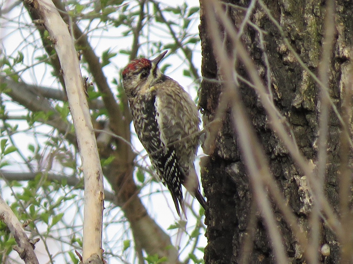 Yellow-bellied Sapsucker - ML323650801