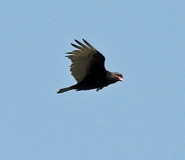 Urubu à tête rouge - ML323650921