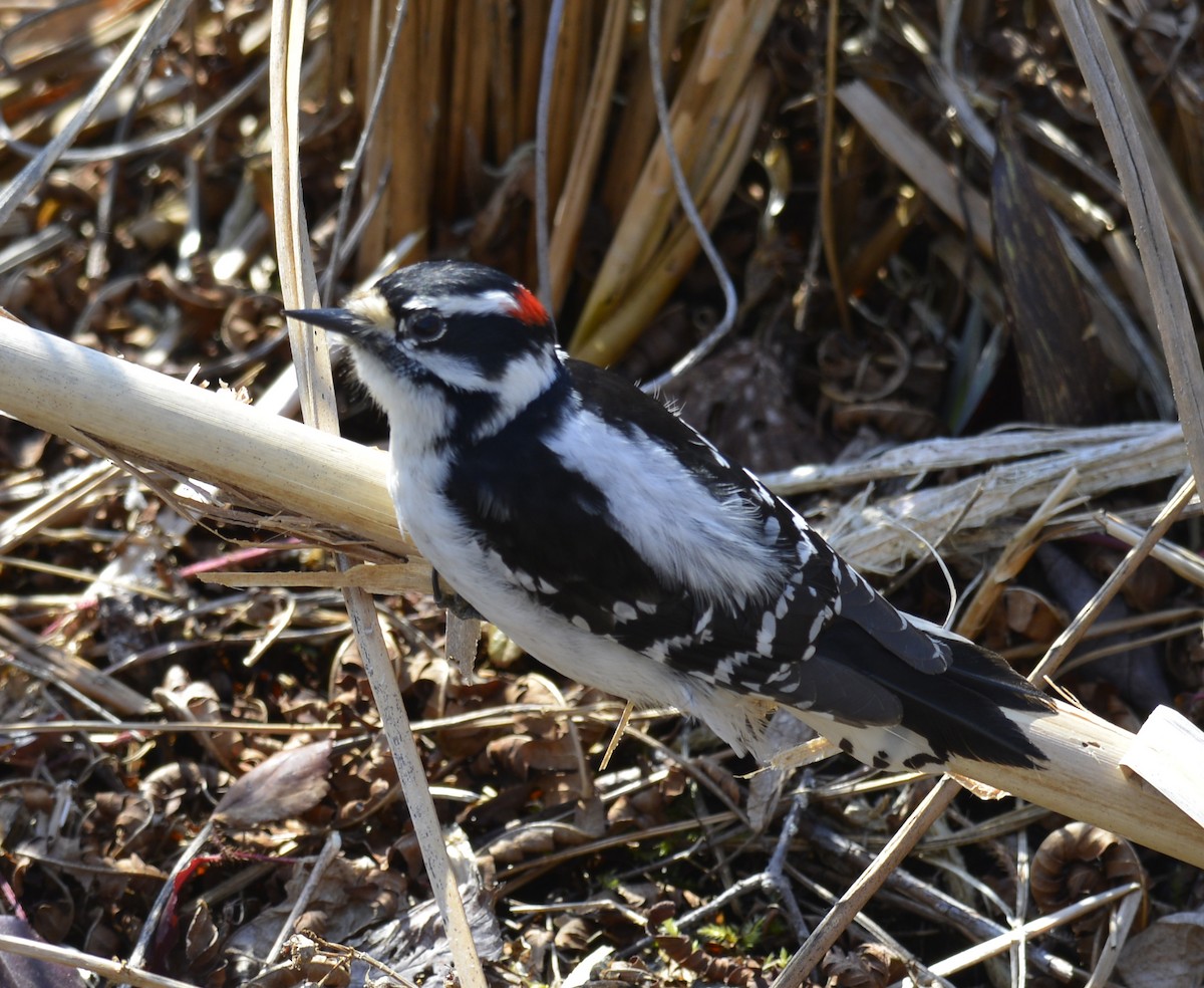 Downy Woodpecker - ML323651071