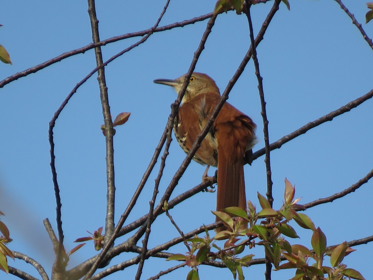 Brown Thrasher - ML323651471