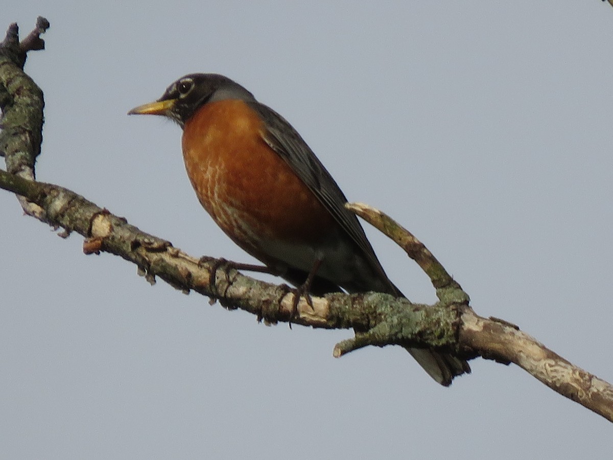 American Robin - ML323651831