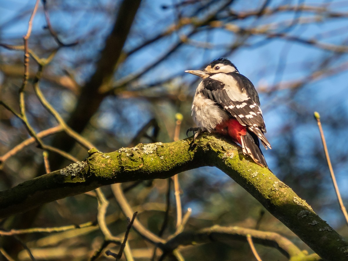 Great Spotted Woodpecker - John Tebbet