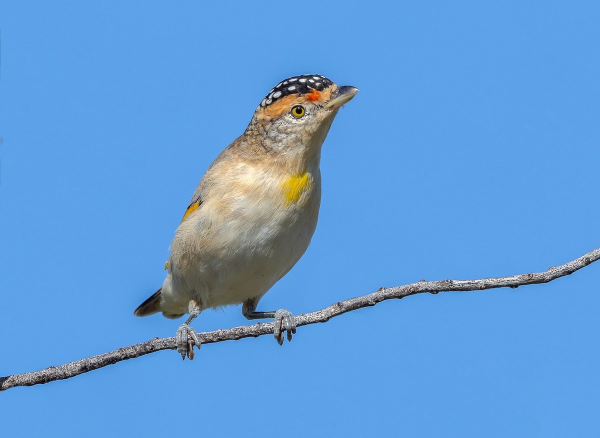 Red-browed Pardalote - Barry Deacon