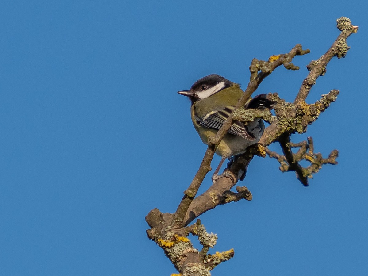 Great Tit - John Tebbet