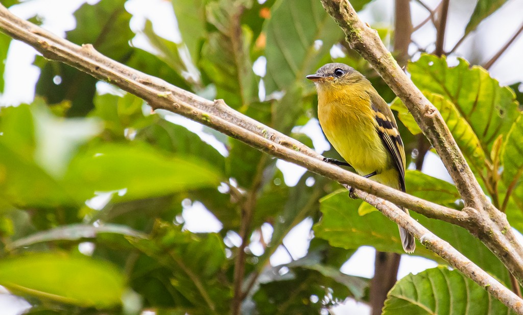 Handsome Flycatcher - ML323653451