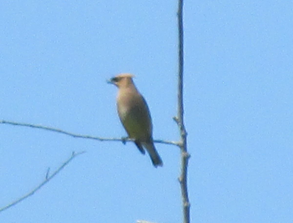 Cedar Waxwing - ML32365371