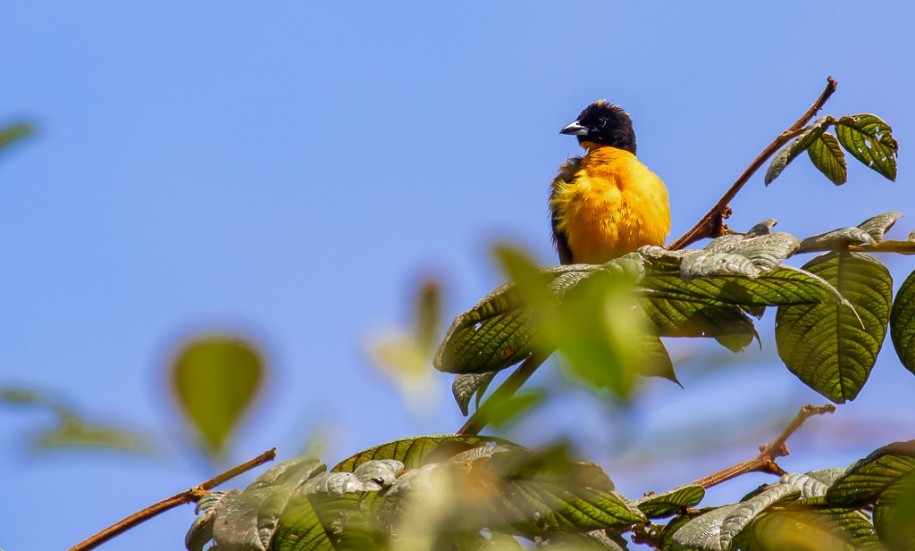 Black-chinned Mountain Tanager - ML323654221