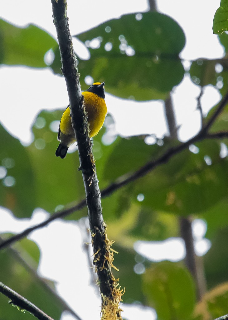 Orange-bellied Euphonia - ML323654301