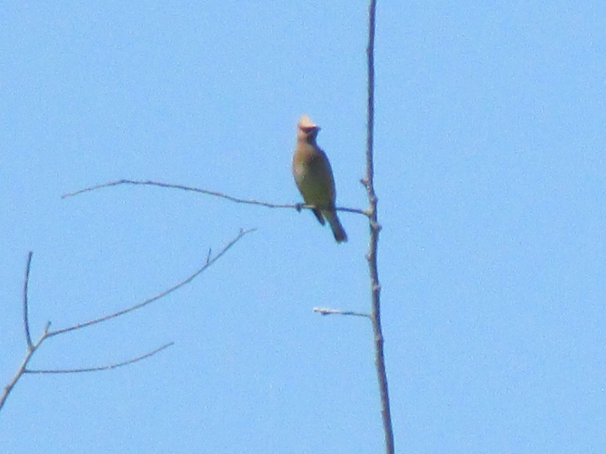 Cedar Waxwing - ML32365431