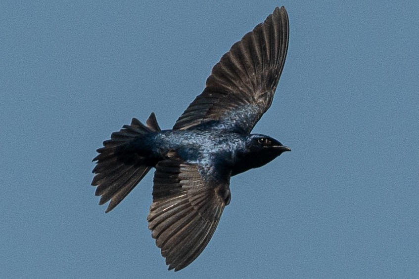 Golondrina Purpúrea - ML323656081
