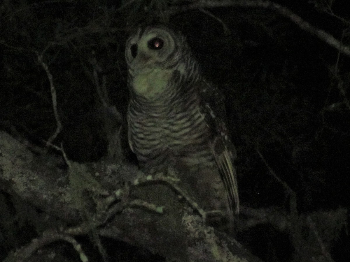 Chaco Owl - ML323657481
