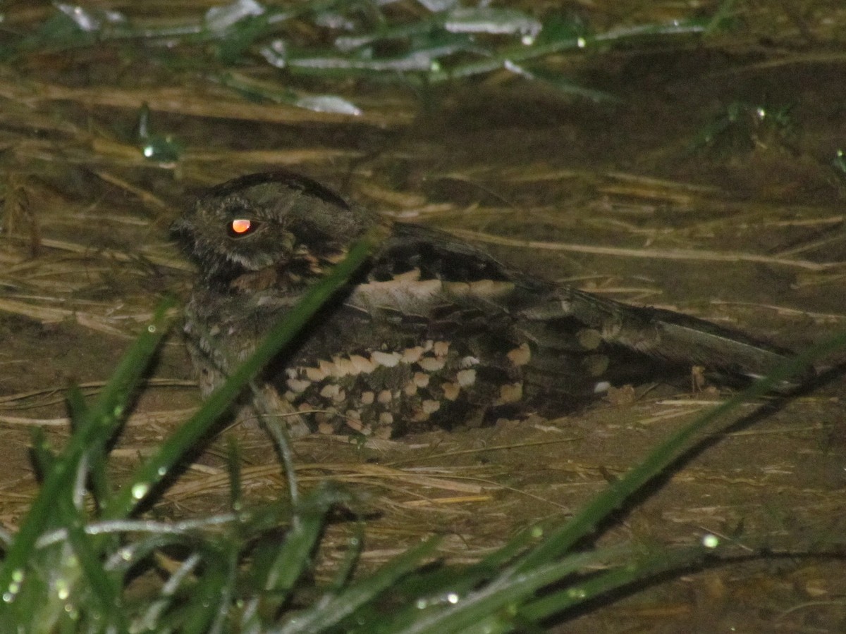 Little Nightjar - ML323657491