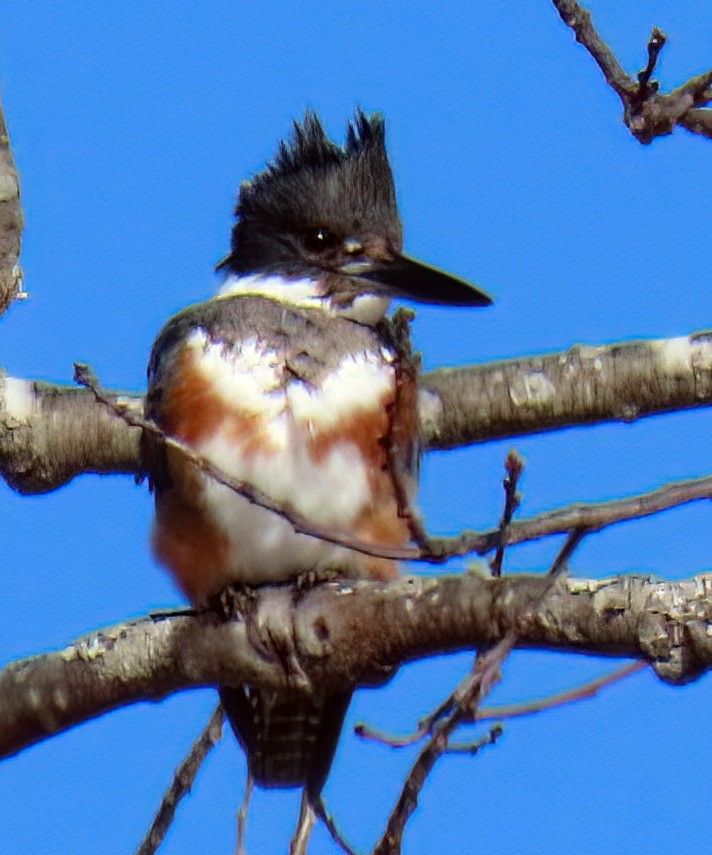 Belted Kingfisher - Gary Ramey