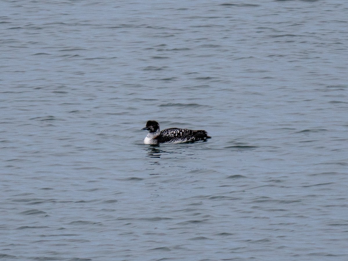 Plongeon huard - ML323662641
