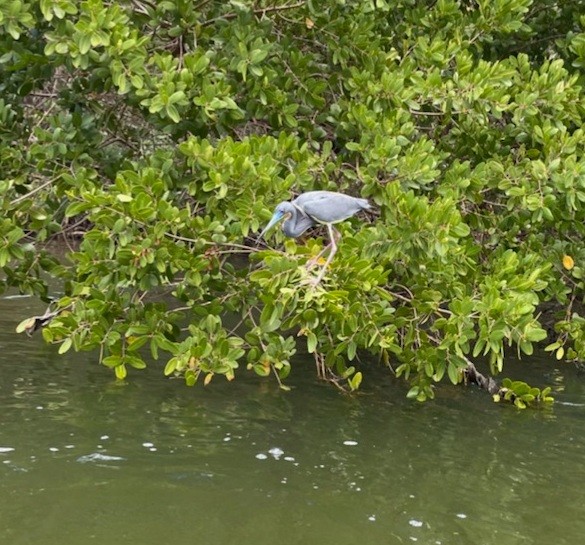 Tricolored Heron - ML323664981
