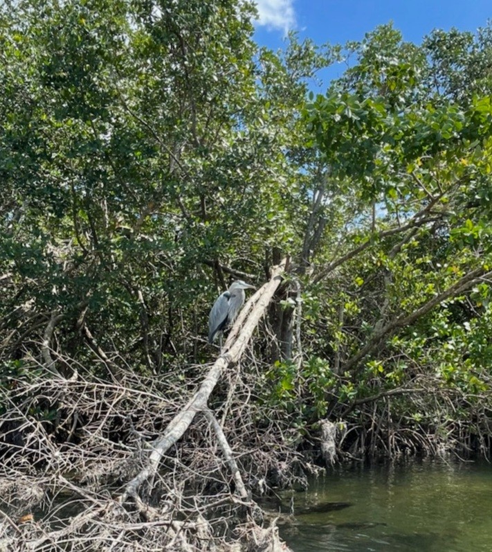 Great Blue Heron - ML323665171