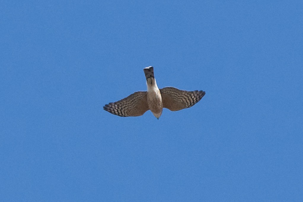 Sharp-shinned Hawk - ML323666701