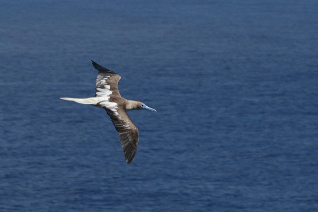 Red-footed Booby - Sam Stuart