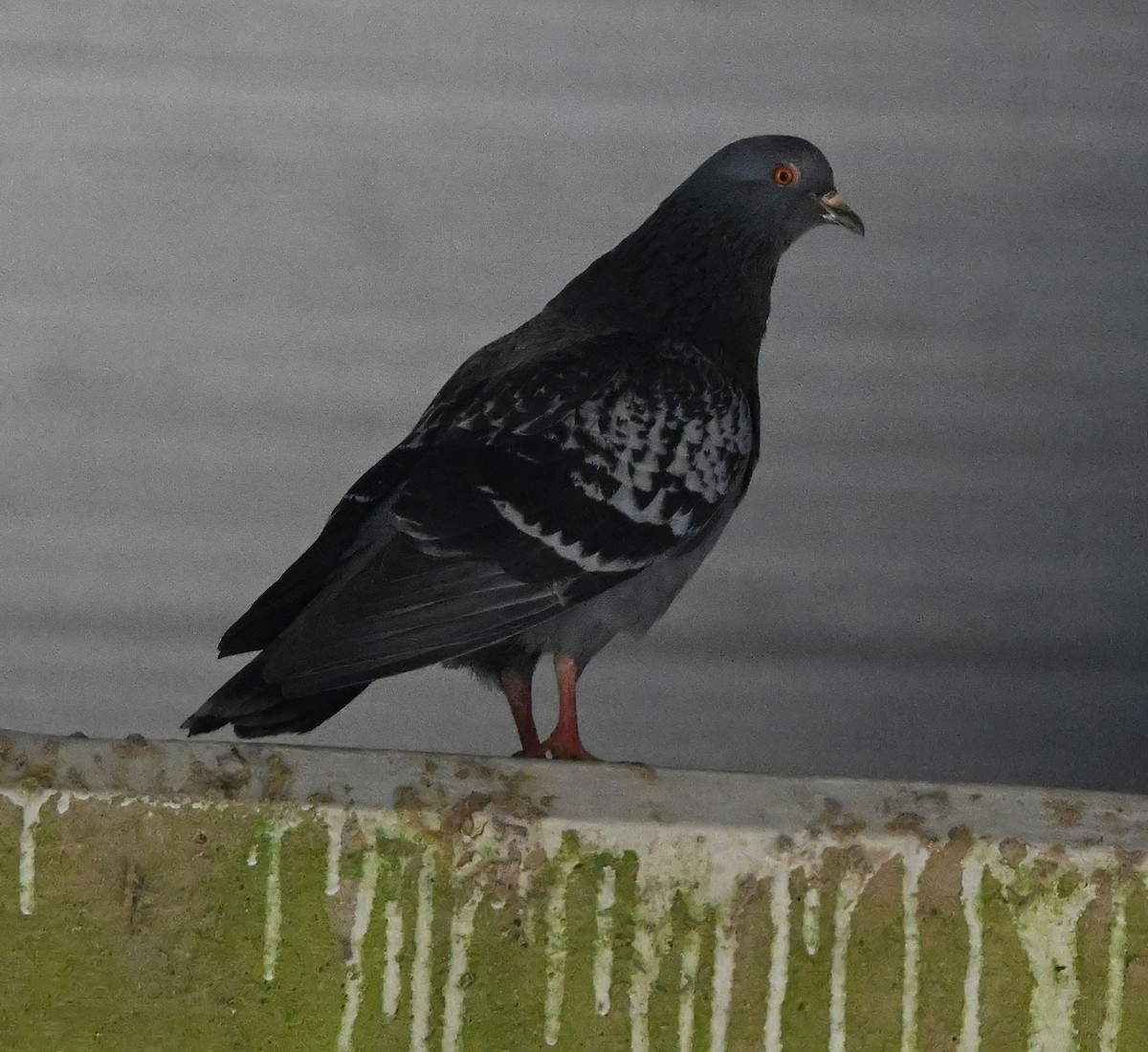 Pigeon biset (forme domestique) - ML323669041