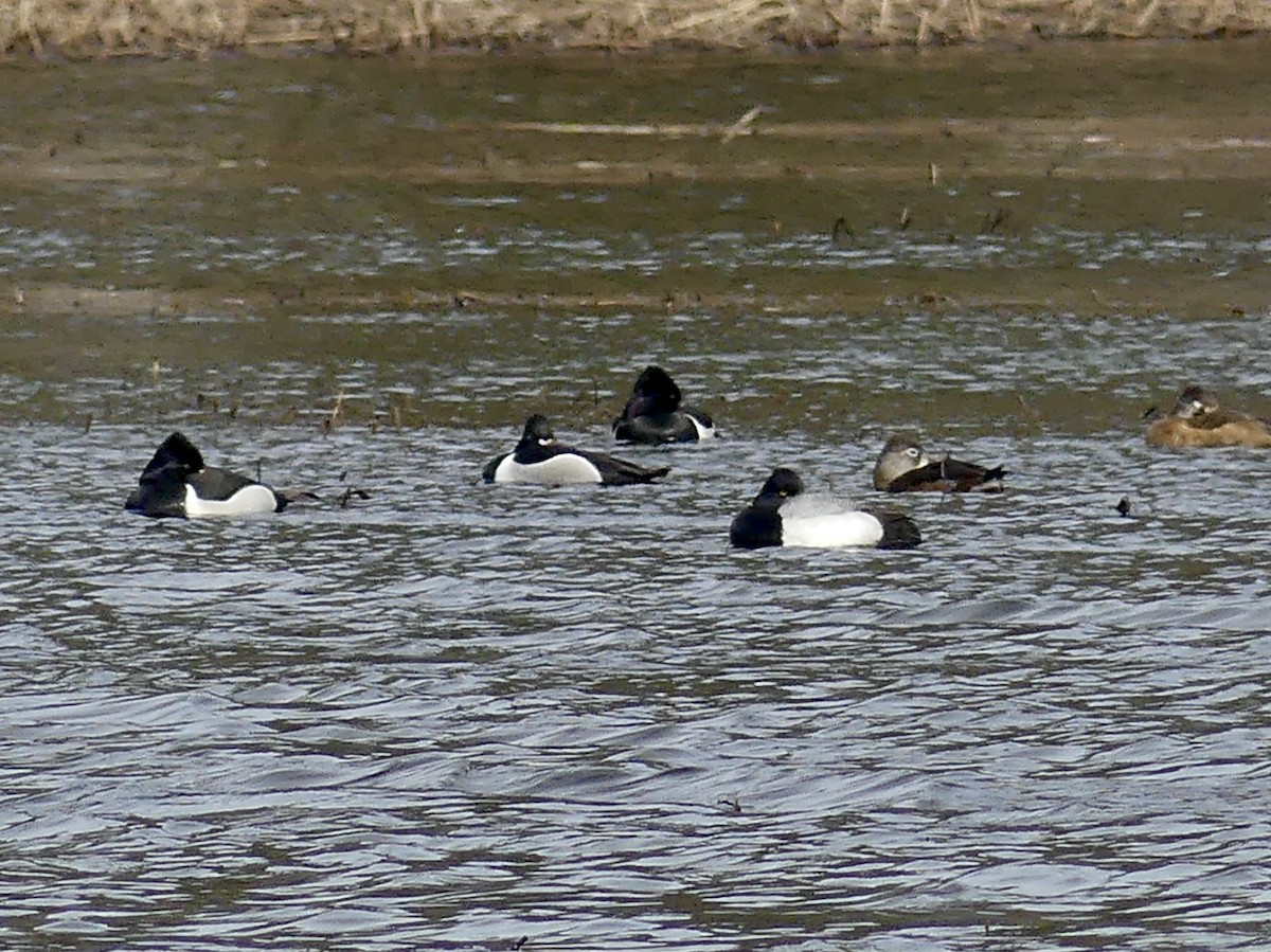 Lesser Scaup - Charles Duncan