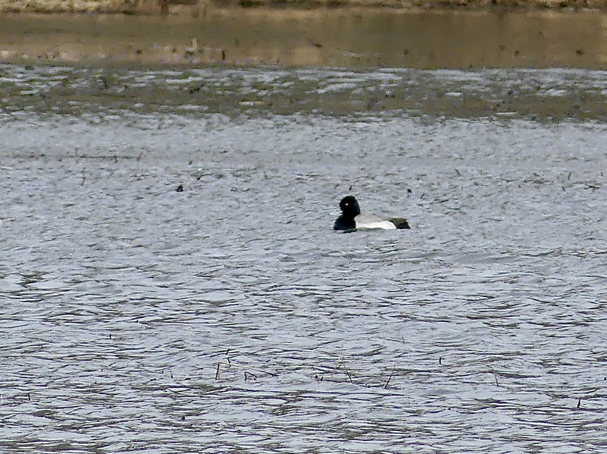 Lesser Scaup - Charles Duncan