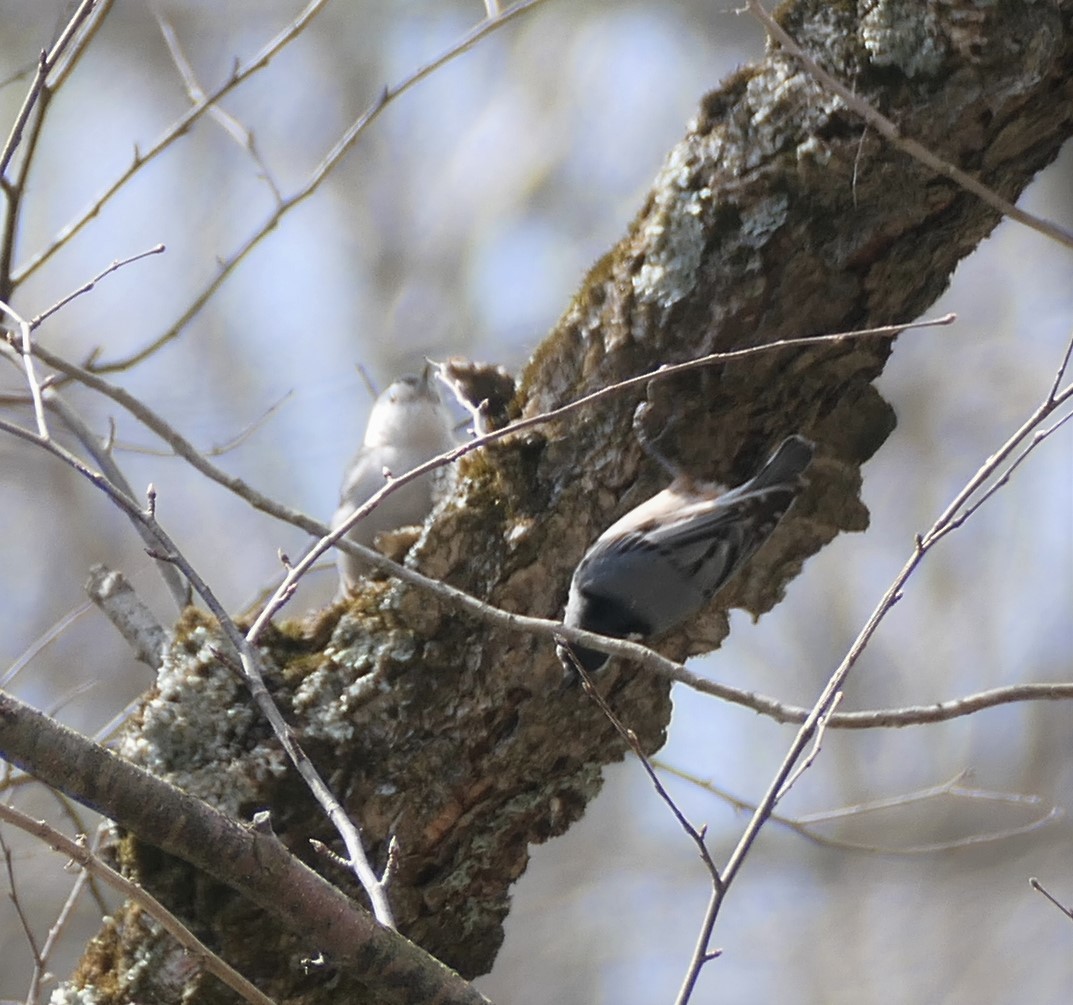 White-breasted Nuthatch - ML323671571