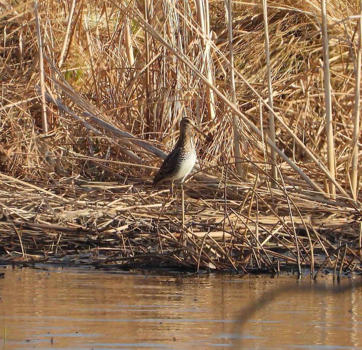 Wilson's Snipe - ML323671681