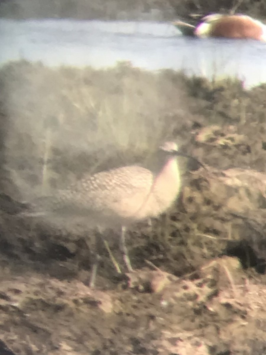 Long-billed Curlew - ML323672281