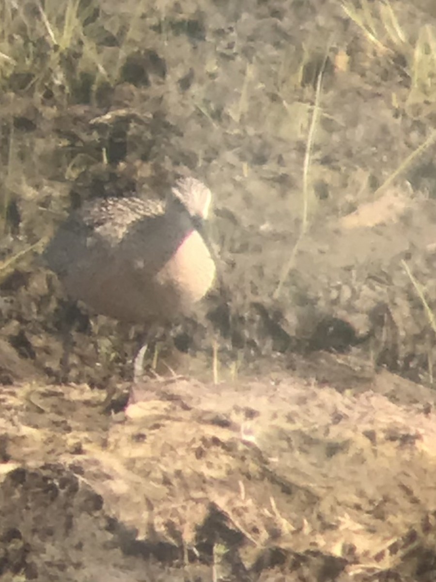 Long-billed Curlew - Don Berg