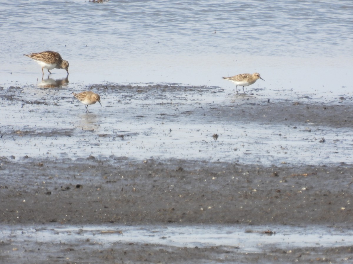 Baird's Sandpiper - ML323673041