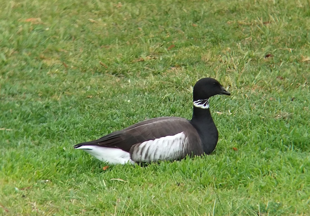 Barnacla Carinegra - ML323673511