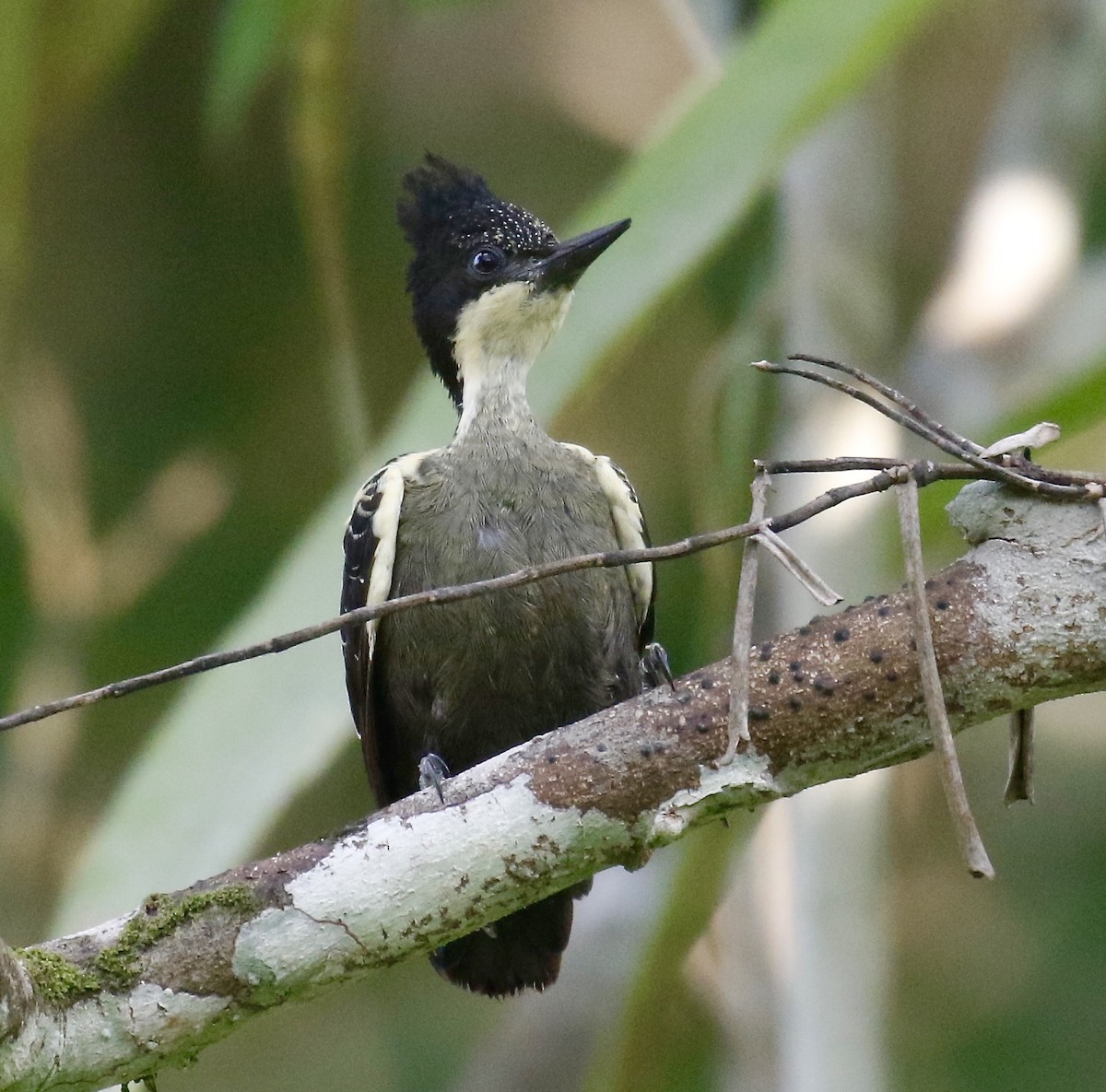 Heart-spotted Woodpecker - ML323673561