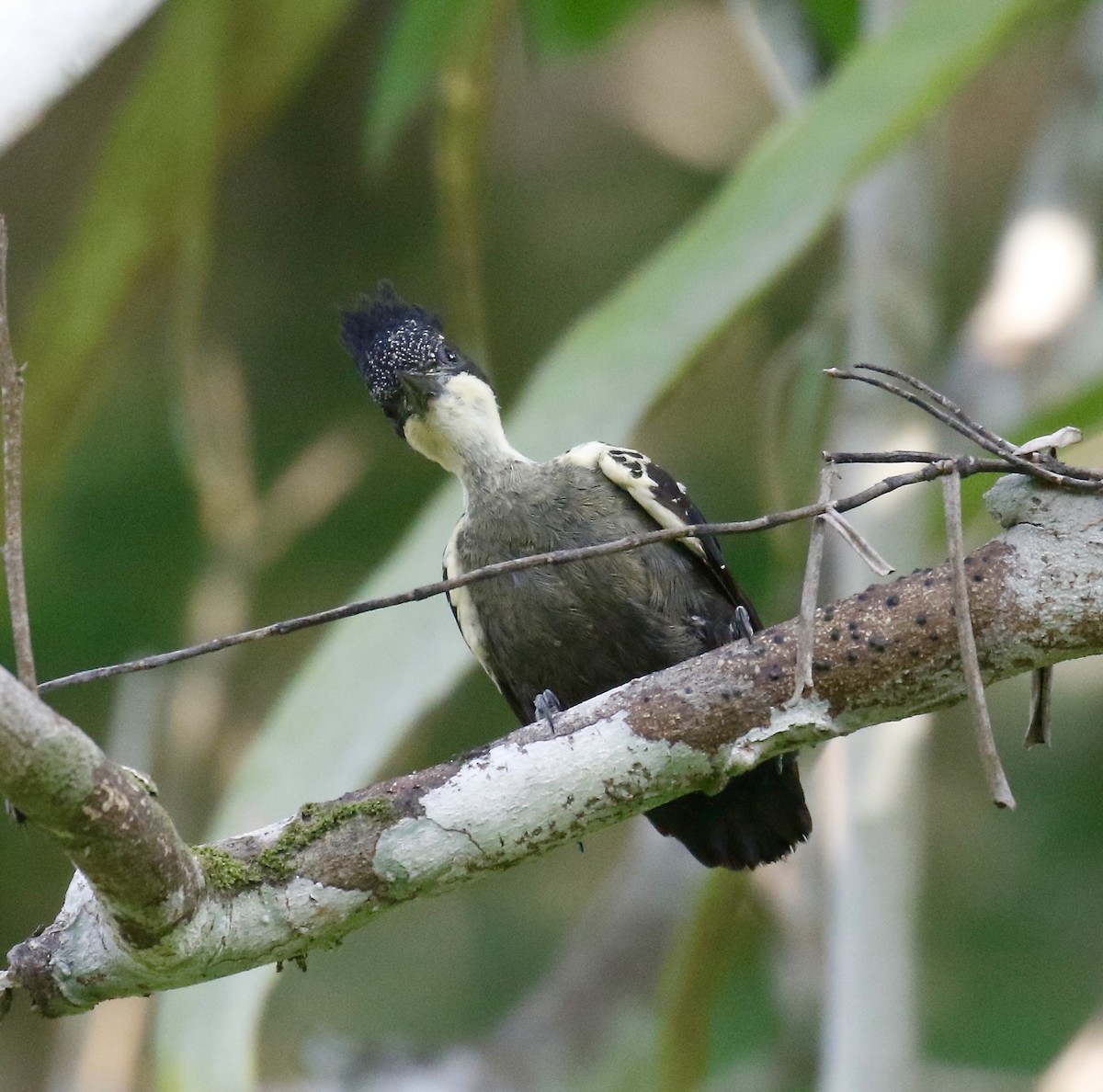 Heart-spotted Woodpecker - ML323673951