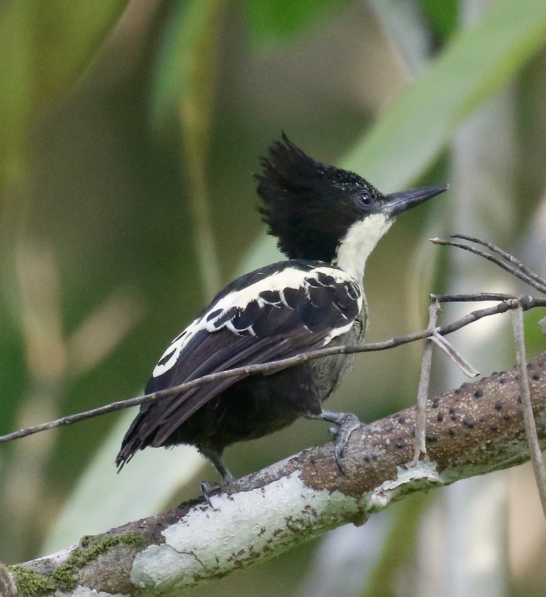 Heart-spotted Woodpecker - ML323674021