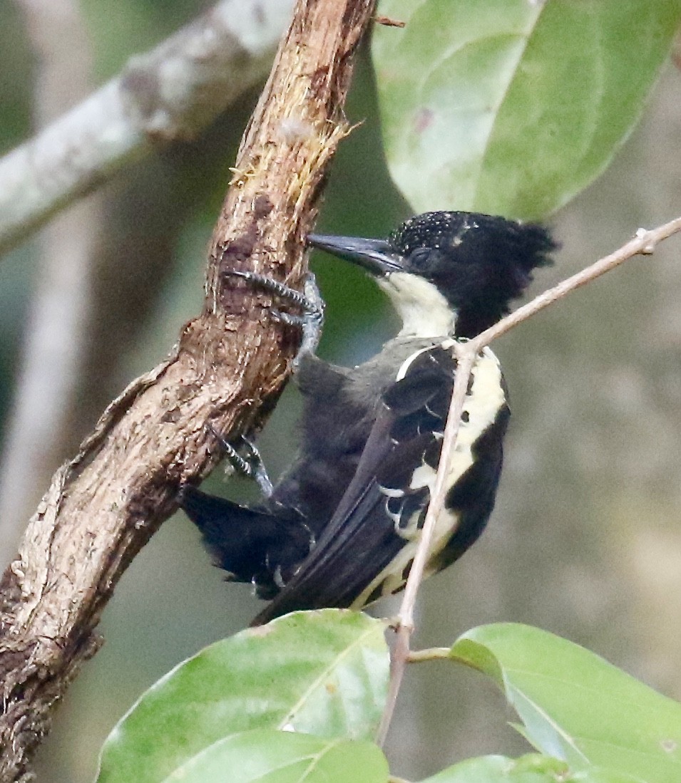 Heart-spotted Woodpecker - ML323674431