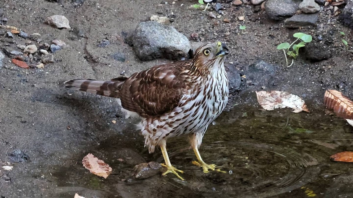 Cooper's Hawk - ML323676941