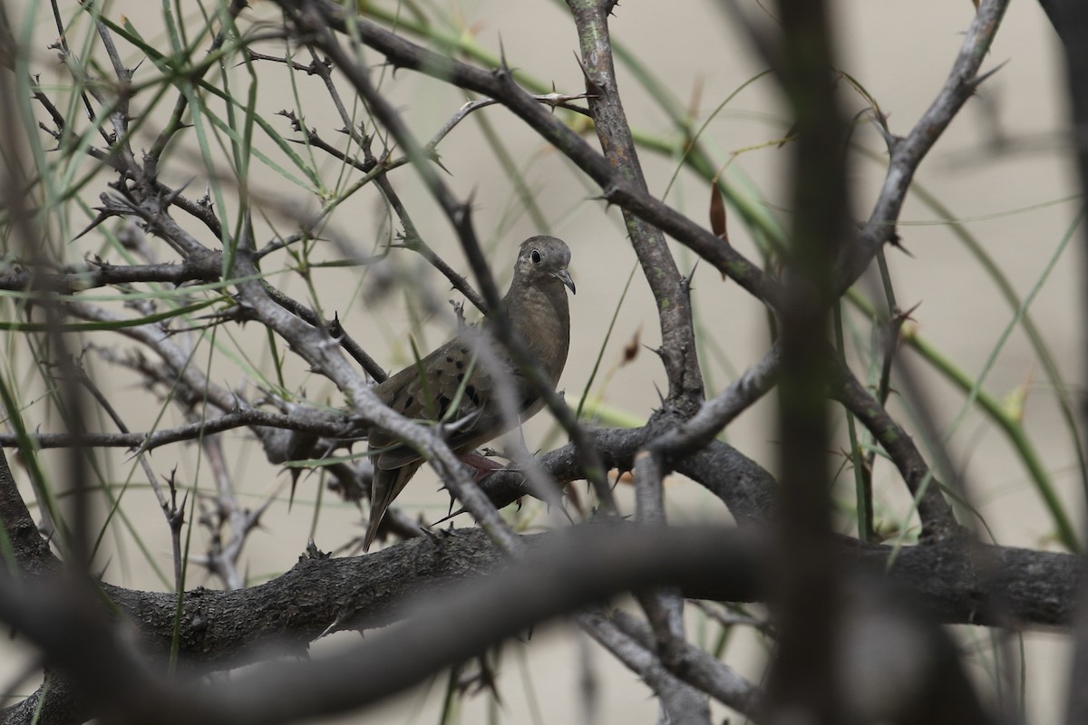 Plain-breasted Ground Dove - John van Dort