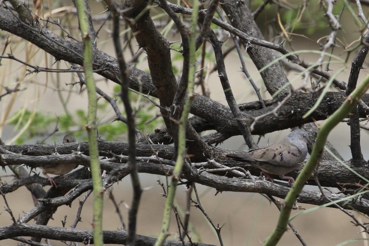 Plain-breasted Ground Dove - John van Dort