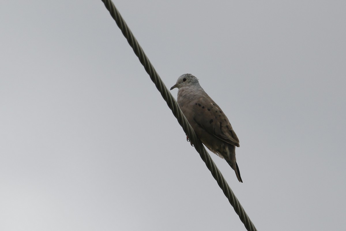 Plain-breasted Ground Dove - John van Dort