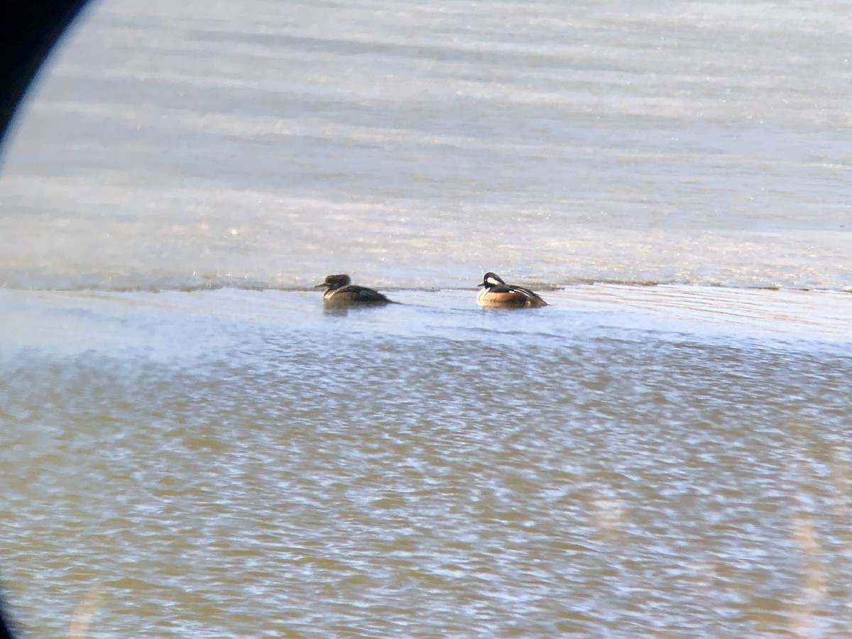 Hooded Merganser - ML323678411