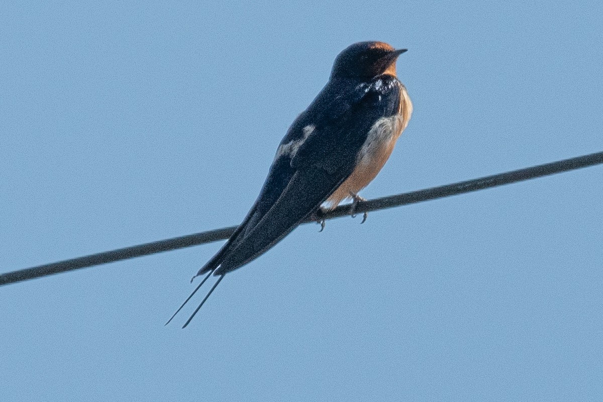 Golondrina Común - ML323678601