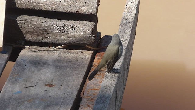 Sooty Tyrannulet - ML323678611